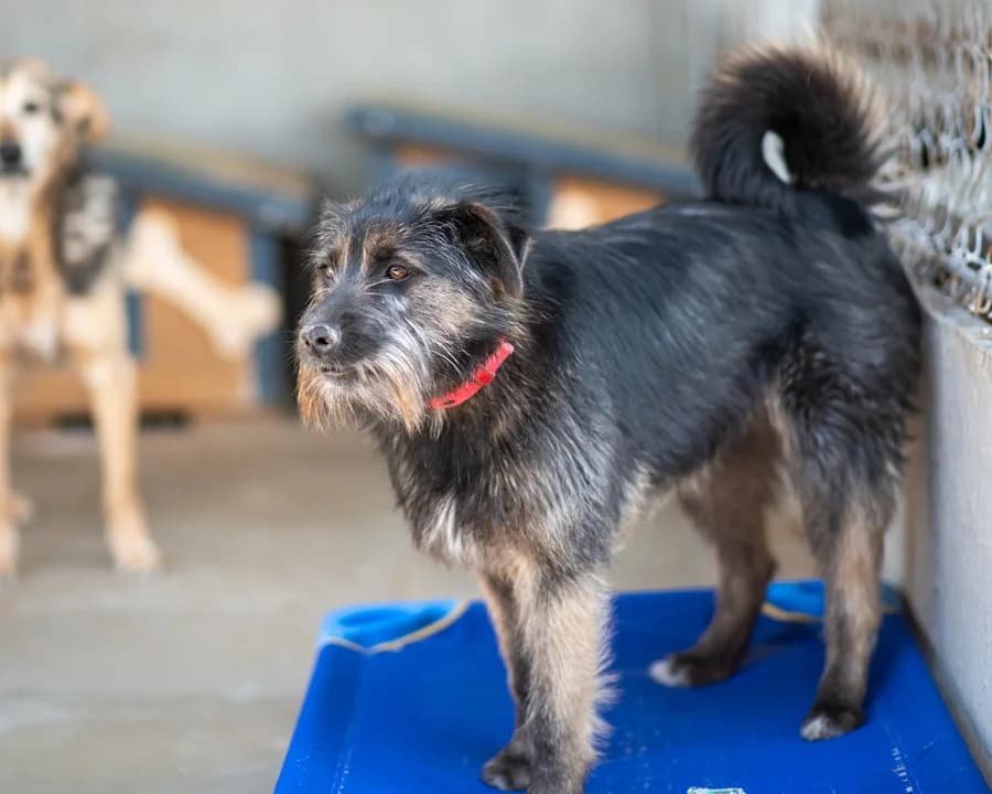 PRIMO, male puppy Mixed Breed for adoption at Schronisko Psie Pole