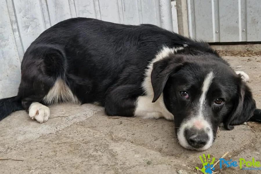 OTELLO, male puppy Mixed Breed for adoption at Schronisko Psie Pole