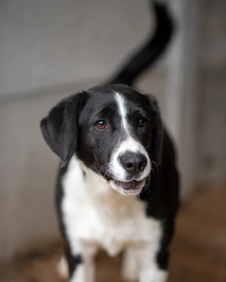 OTELLO, male puppy Mixed Breed for adoption at Schronisko Psie Pole