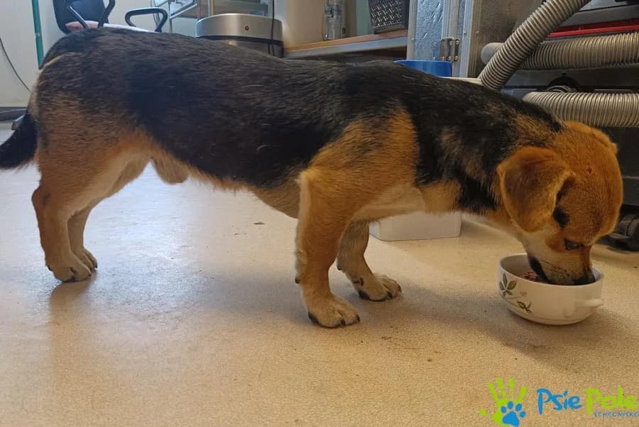 MALUCH, male puppy Mixed Breed for adoption at Schronisko Psie Pole