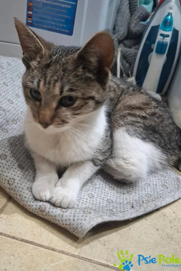 BRIE, female Mixed Breed for adoption at Schronisko Psie Pole