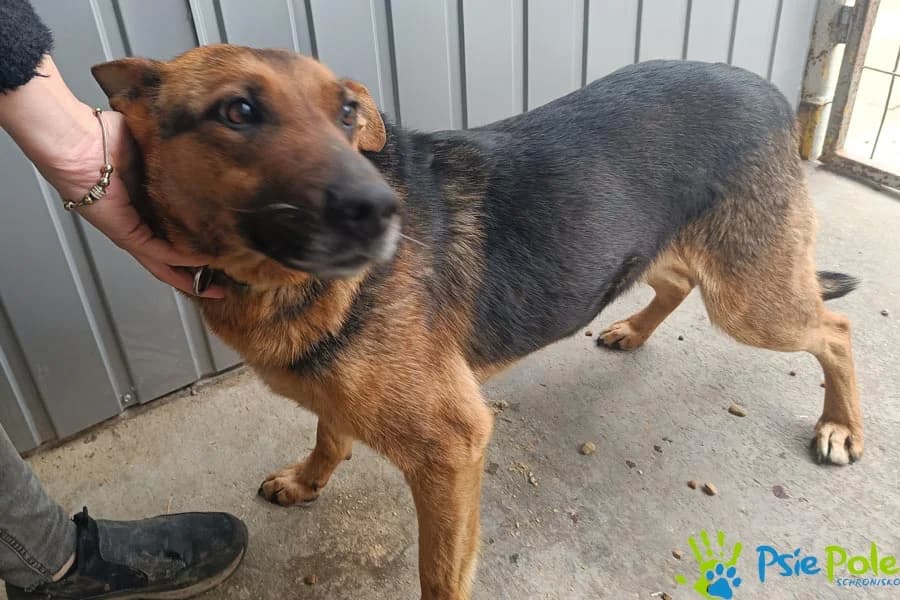 SATYRA, female Mixed Breed for adoption at Schronisko Psie Pole