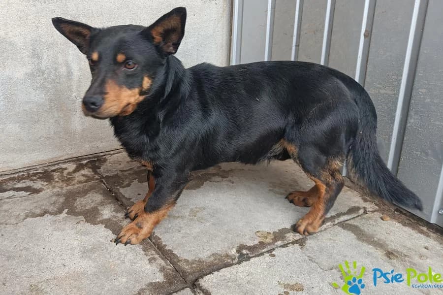 PĘTLICZEK, male Mixed Breed for adoption at Schronisko Psie Pole