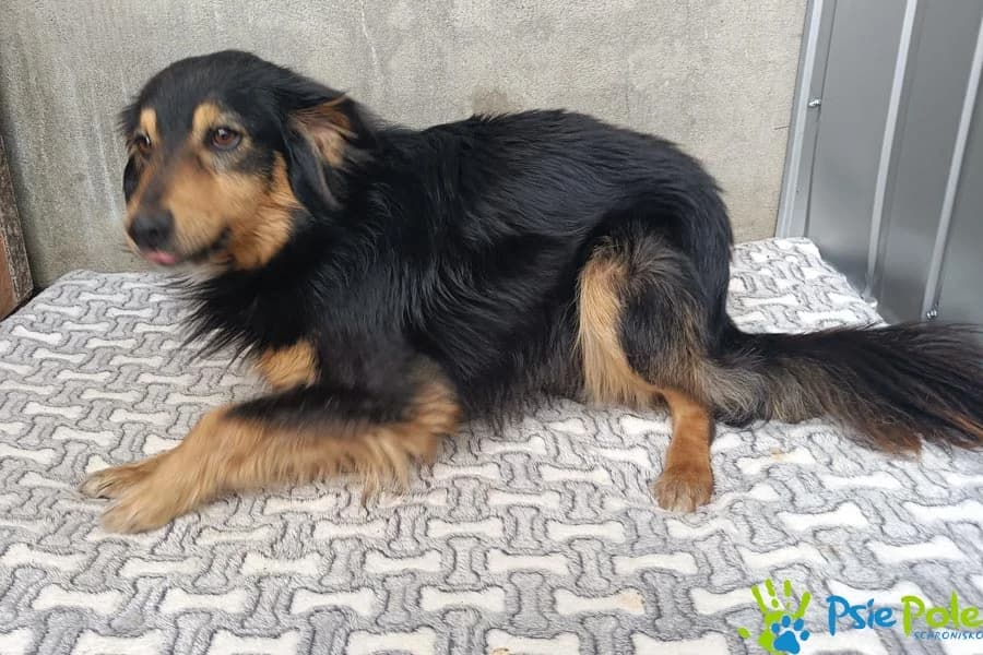 LANDRYNEK, male Mixed Breed for adoption at Schronisko Psie Pole