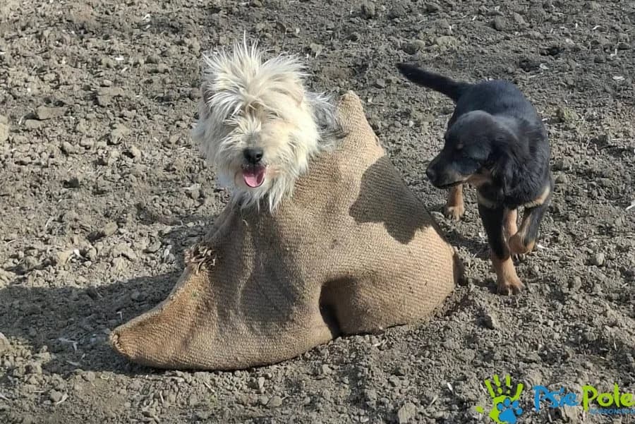 TYMEK rezerwacja, male Mixed Breed for adoption at Schronisko Psie Pole