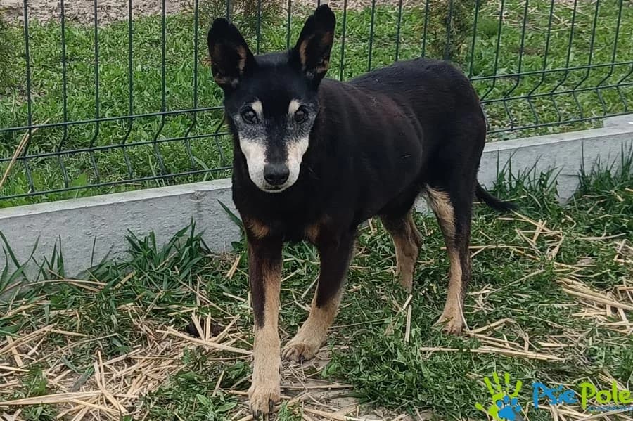 AKSEL, male senior Mixed Breed for adoption at Schronisko Psie Pole