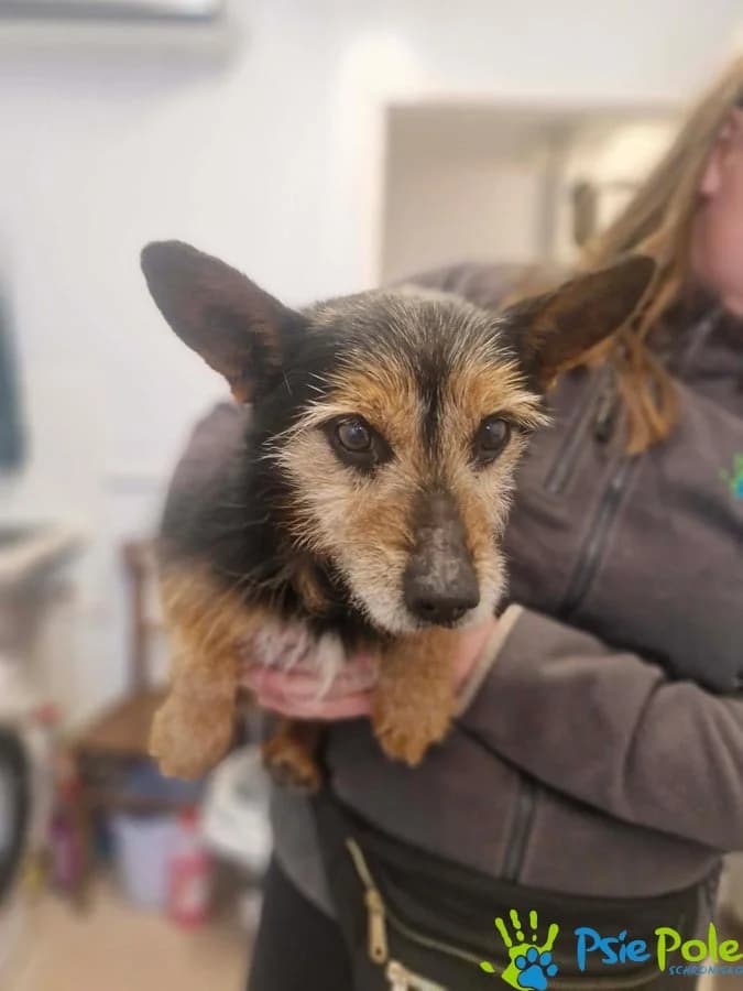 BONIFACY, male Mixed Breed for adoption at Schronisko Psie Pole