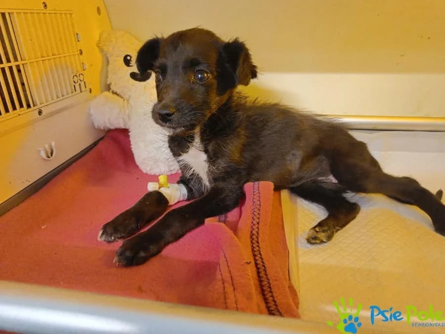 SHENZI, female puppy Mixed Breed for adoption at Schronisko Psie Pole