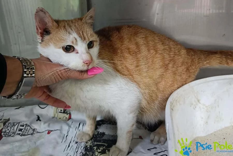 Kotka KREWETKA, female young Mixed Breed for adoption at Schronisko Psie Pole