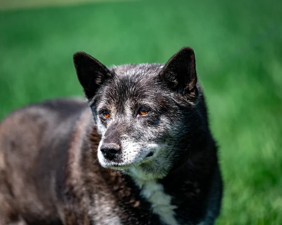 REKSIU z Chrzanowa, male senior Mixed Breed for adoption at Schronisko Psie Pole