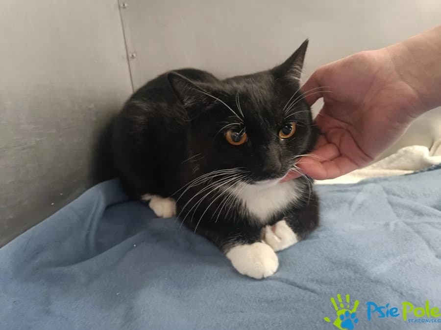 Kocurek GARNIAK, female young Mixed Breed for adoption at Schronisko Psie Pole