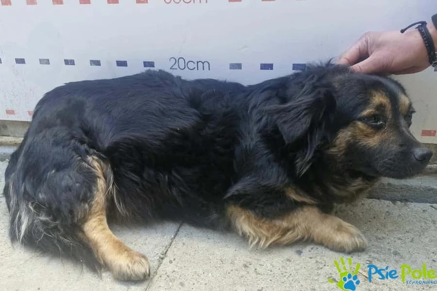 CZINI, male young Mixed Breed for adoption at Schronisko Psie Pole