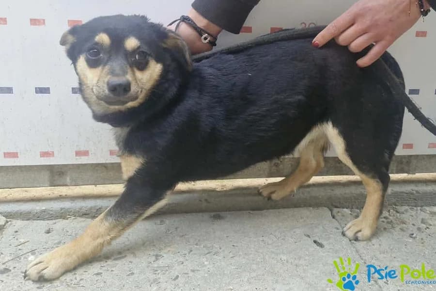 CZILA, female puppy Mixed Breed for adoption at Schronisko Psie Pole