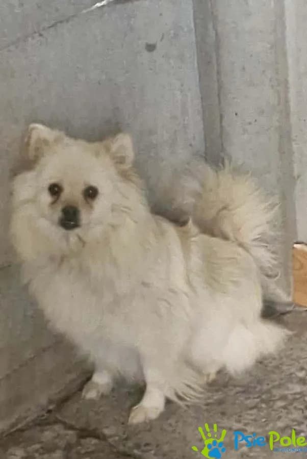 FUZI, female young Mixed Breed for adoption at Schronisko Psie Pole