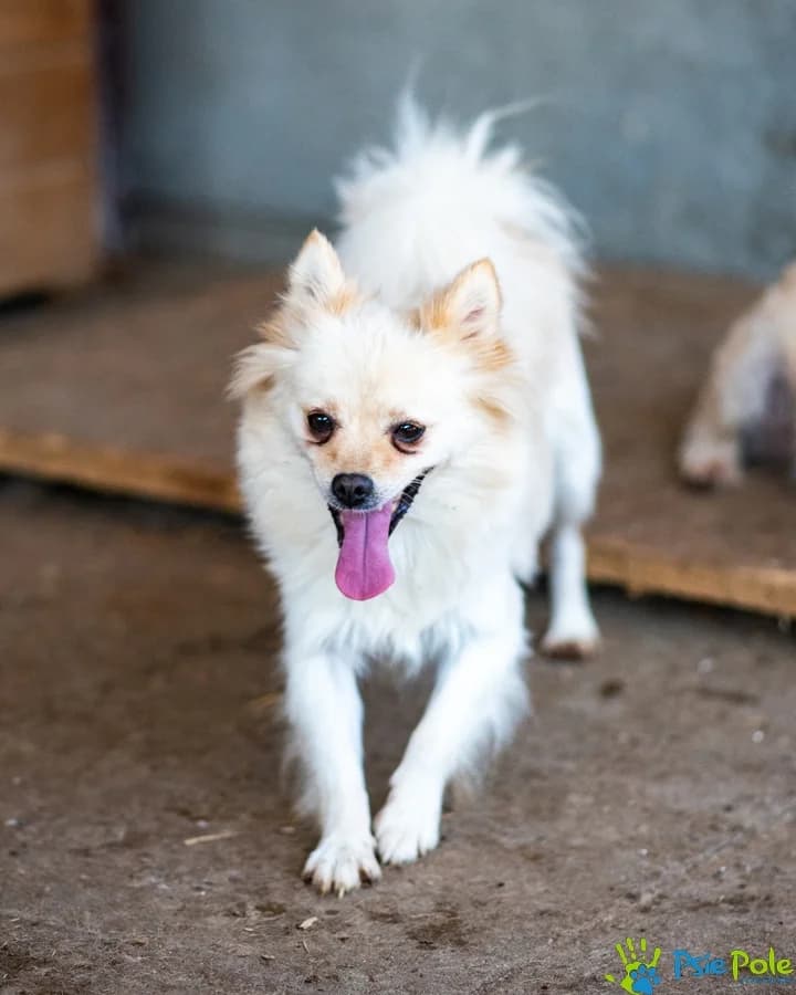 FUZI, female young Mixed Breed for adoption at Schronisko Psie Pole