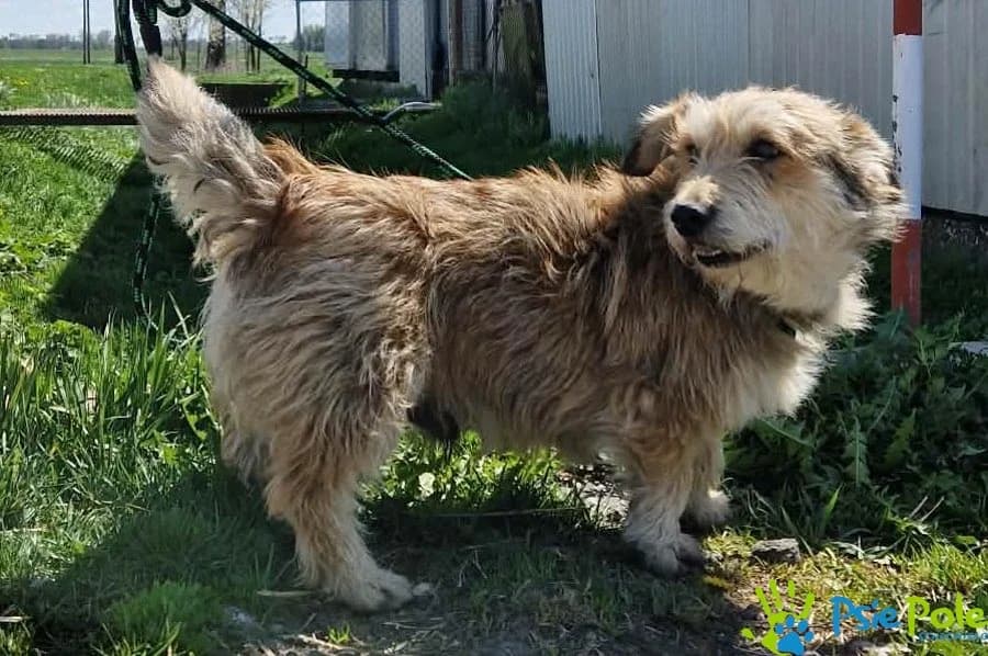 BRAVO rezerwacja, male 4yo Mixed Breed for adoption at Schronisko Psie Pole