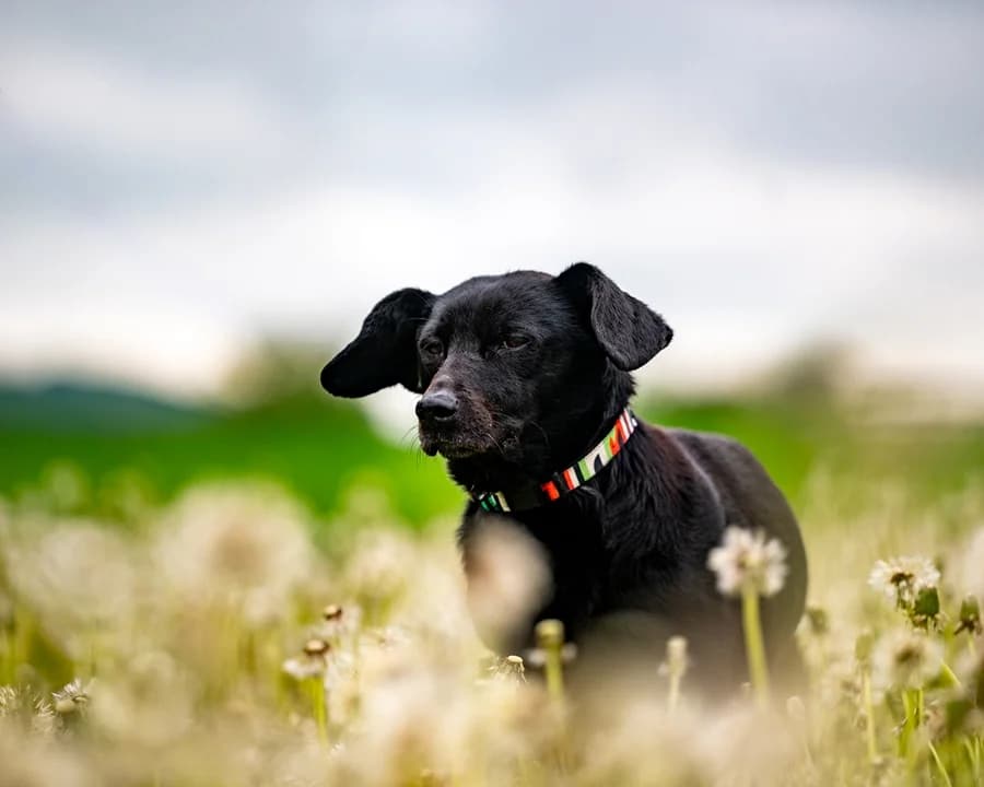 ARWENA, female 7yo Mixed Breed for adoption at Schronisko Psie Pole