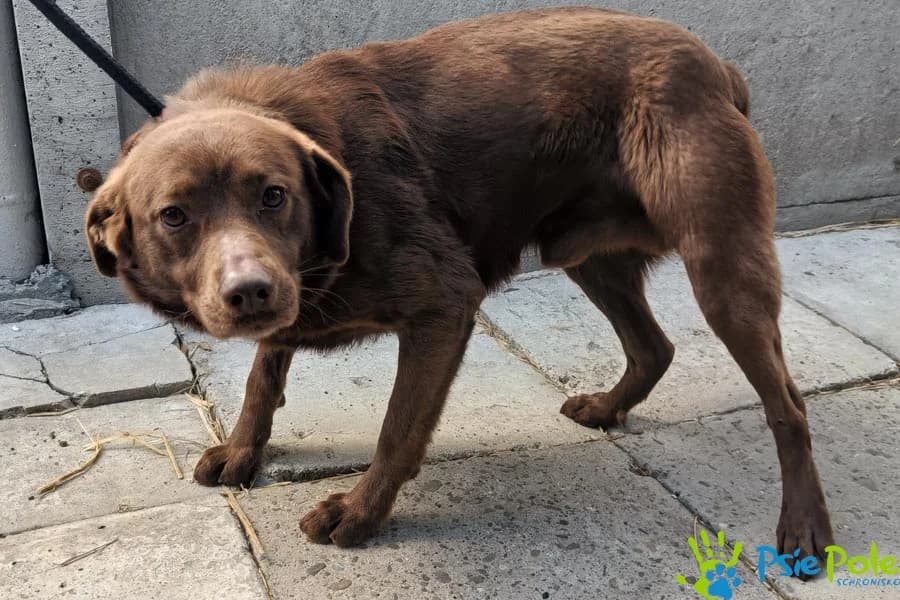 ŁASKOMNY, male 5yo Mixed Breed for adoption at Schronisko Psie Pole