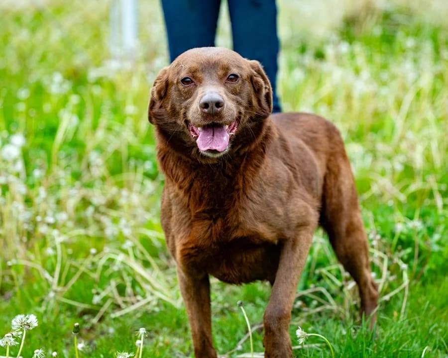 ŁASKOMNY, male 5yo Mixed Breed for adoption at Schronisko Psie Pole