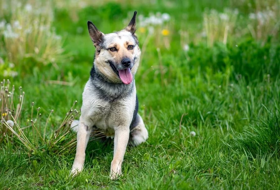 UCHATKA, female 5yo Mixed Breed for adoption at Schronisko Psie Pole