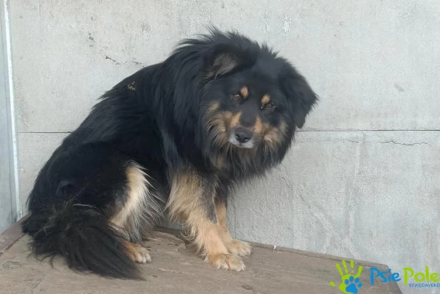 MARSHALL, male 5yo Mixed Breed for adoption at Schronisko Psie Pole