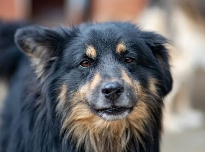 MARSHALL, male 5yo Mixed Breed for adoption at Schronisko Psie Pole
