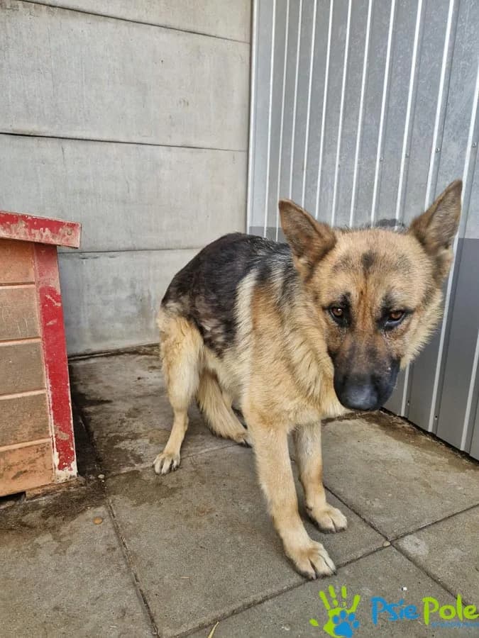SANRAJS, male puppy Mixed Breed for adoption at Schronisko Psie Pole