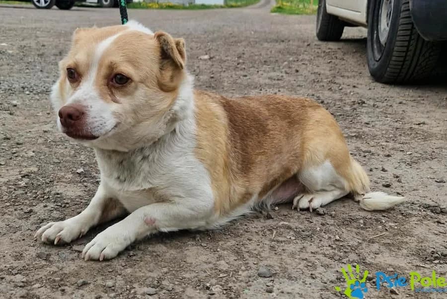 DALIA, female 3yo Mixed Breed for adoption at Schronisko Psie Pole
