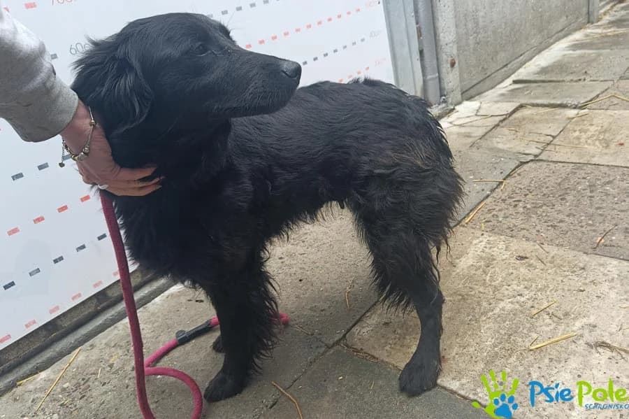 AMANDA, female 3yo Mixed Breed for adoption at Schronisko Psie Pole