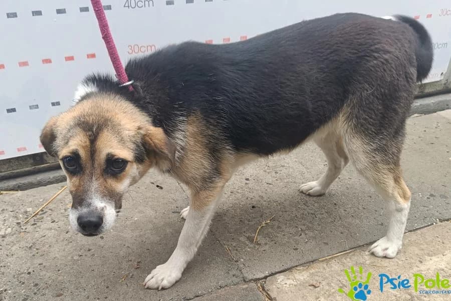 KLUSEK, male puppy Mixed Breed for adoption at Schronisko Psie Pole