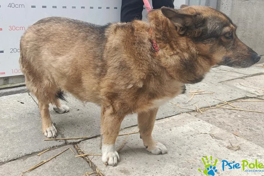 GRUBCIA, female 5yo Mixed Breed for adoption at Schronisko Psie Pole