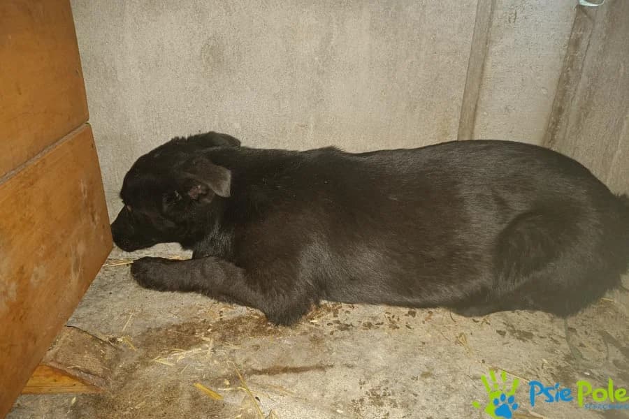 WOJOWNIK, male puppy Mixed Breed for adoption at Schronisko Psie Pole
