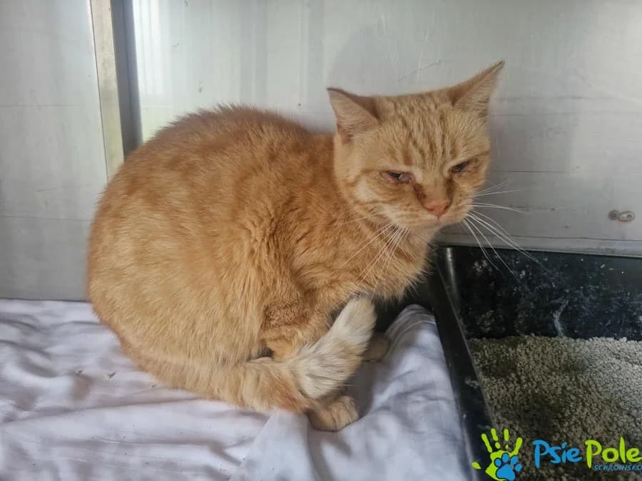 Kotka BETA, female Mixed Breed for adoption at Schronisko Psie Pole