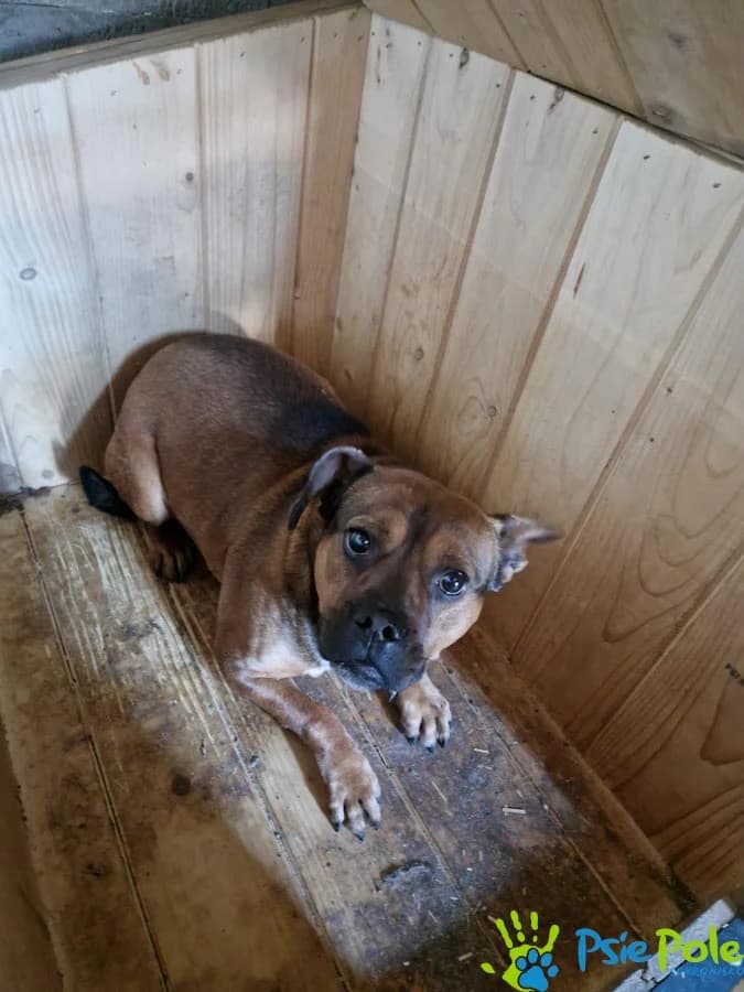 PYSIEK, male Mixed Breed for adoption at Schronisko Psie Pole