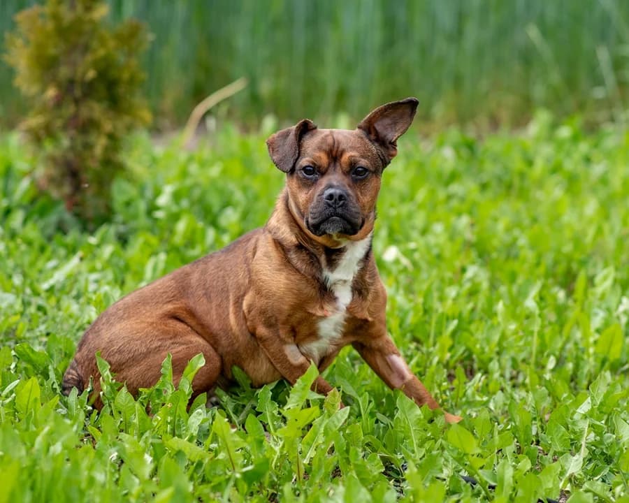 PYSIEK, male Mixed Breed for adoption at Schronisko Psie Pole
