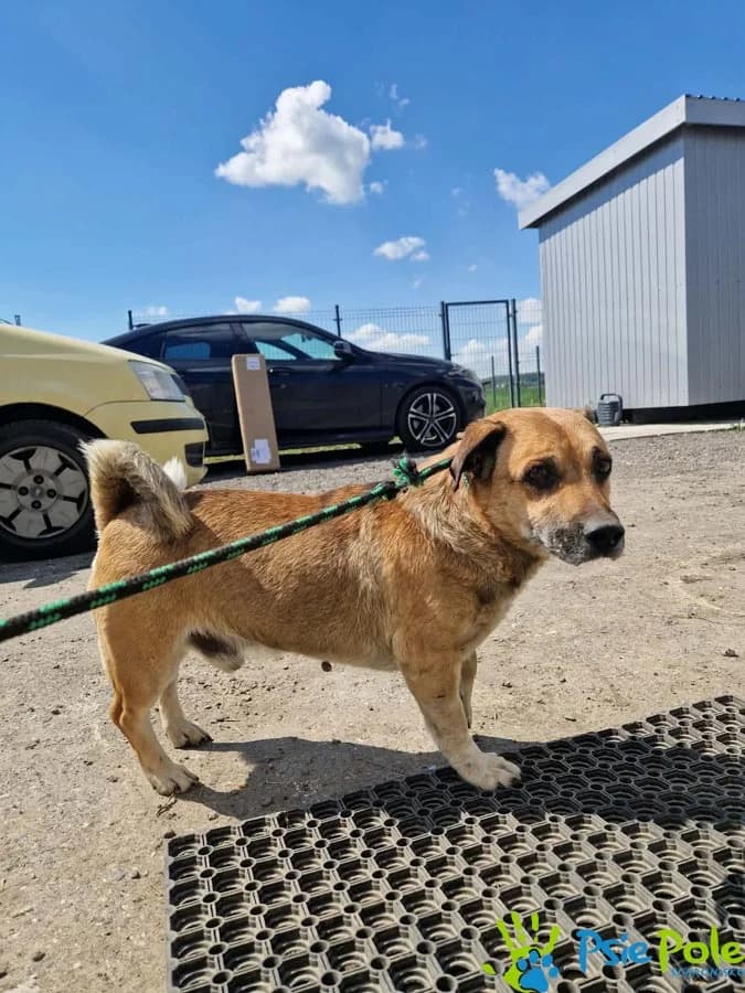 DAREK, male Mixed Breed for adoption at Schronisko Psie Pole