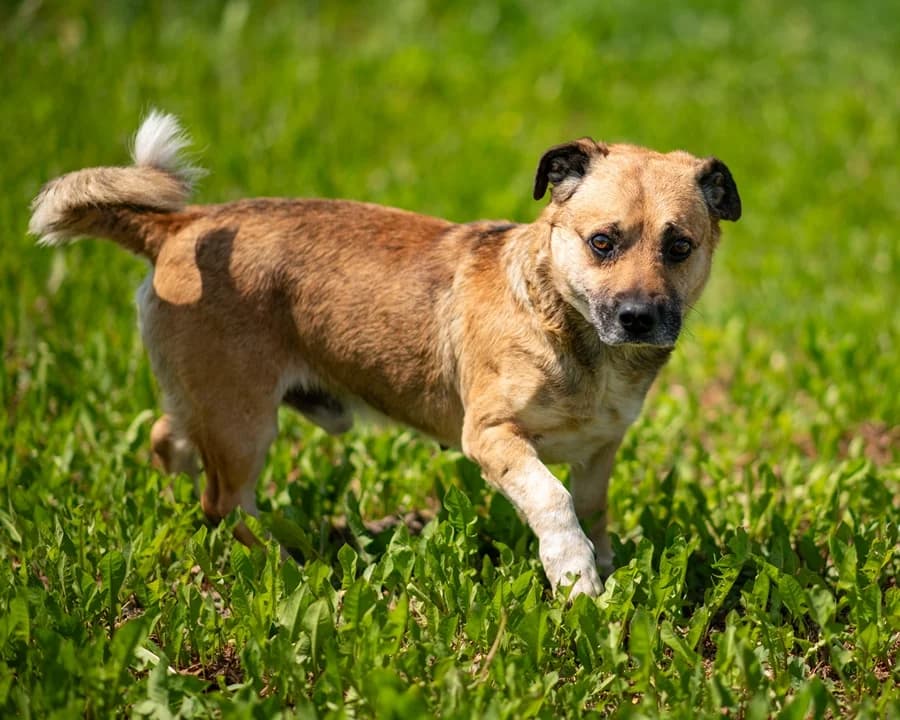 DAREK, male Mixed Breed for adoption at Schronisko Psie Pole