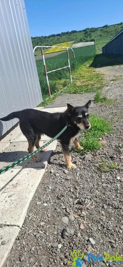 WSTYDZIOSZEK, male Mixed Breed for adoption at Schronisko Psie Pole