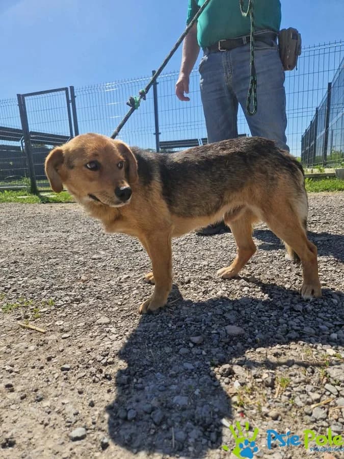 INCYDENT, male Mixed Breed for adoption at Schronisko Psie Pole