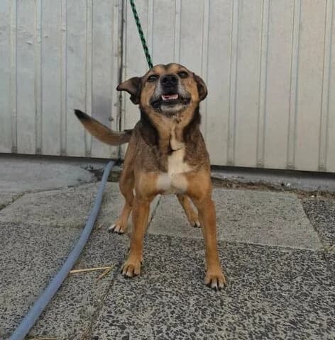 BARTEK, male senior Mixed Breed for adoption at Schronisko Psie Pole