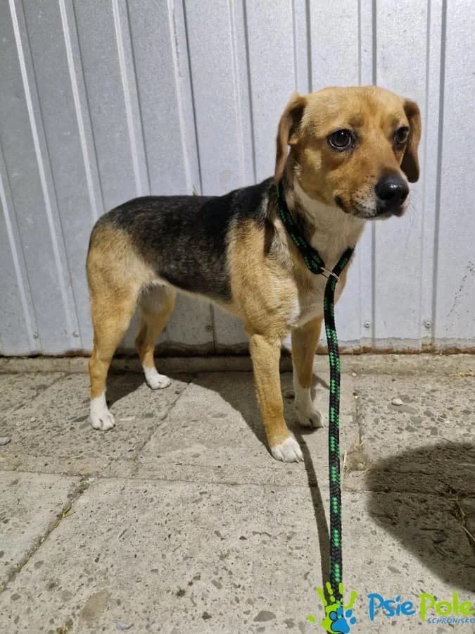 MIĘTUSIA, female Mixed Breed for adoption at Schronisko Psie Pole