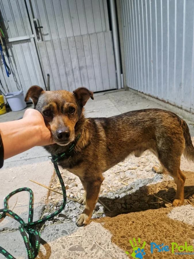PĘDZIWIATR, male Mixed Breed for adoption at Schronisko Psie Pole