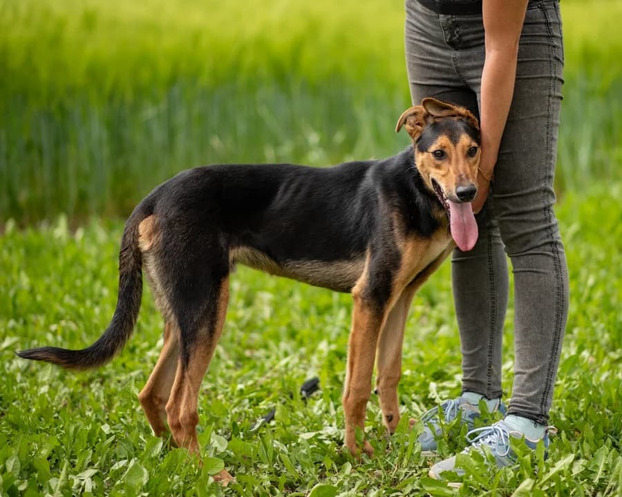 TITO, male puppy Mixed Breed for adoption at Schronisko Psie Pole