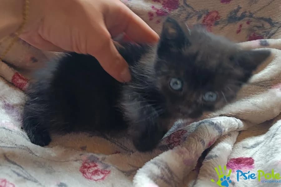 Kotka TOYOTA, female puppy Mixed Breed for adoption at Schronisko Psie Pole