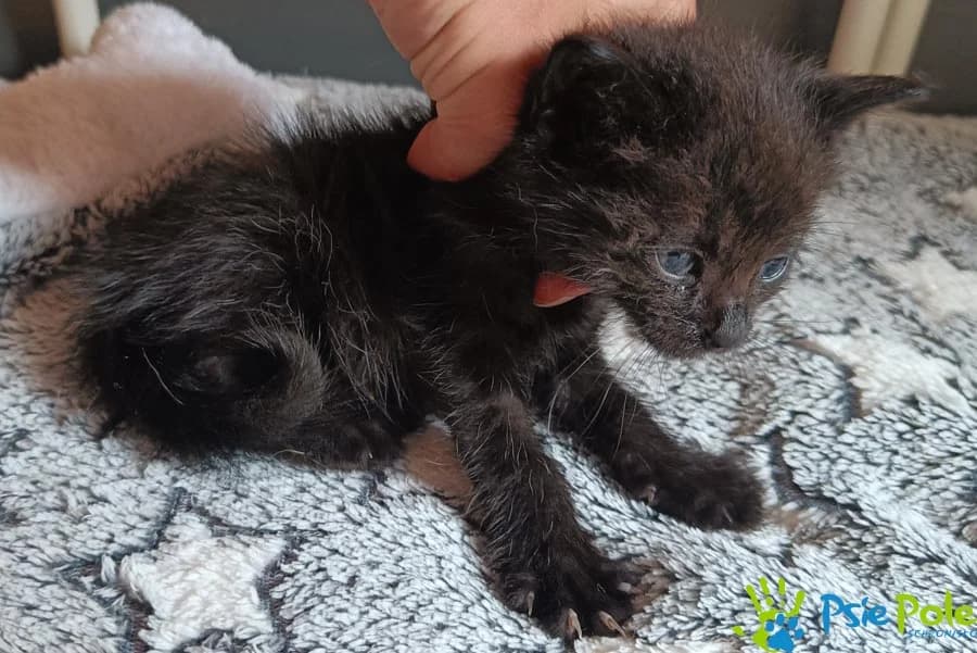 Kotka MAZDA, female puppy Mixed Breed for adoption at Schronisko Psie Pole