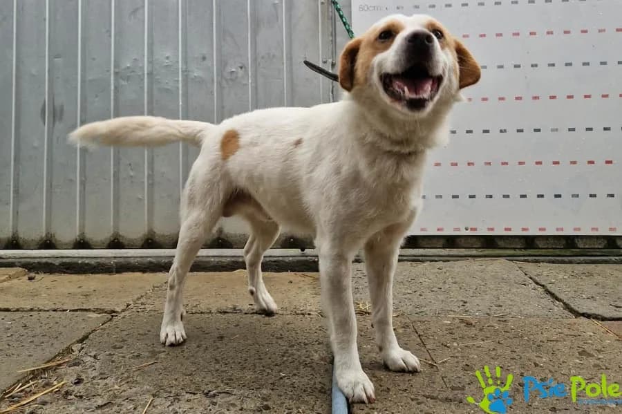 AKROBATA, male 3yo Mixed Breed for adoption at Schronisko Psie Pole