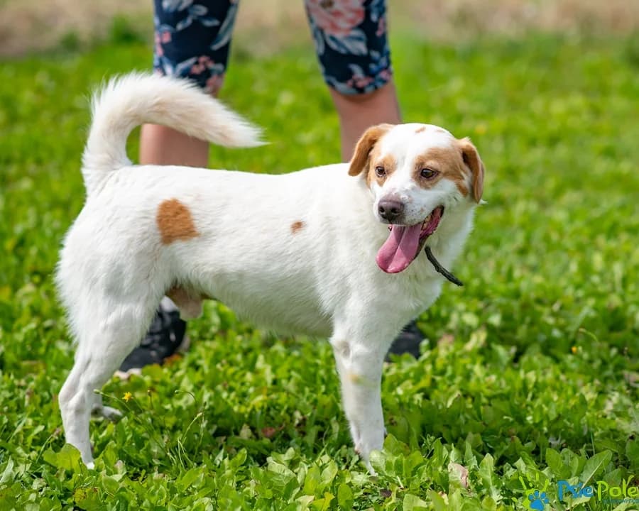 AKROBATA, male 3yo Mixed Breed for adoption at Schronisko Psie Pole