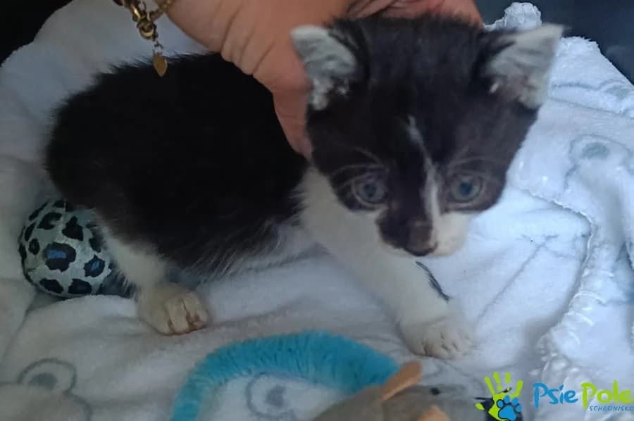 Kotka ASTRID, female puppy Mixed Breed for adoption at Schronisko Psie Pole