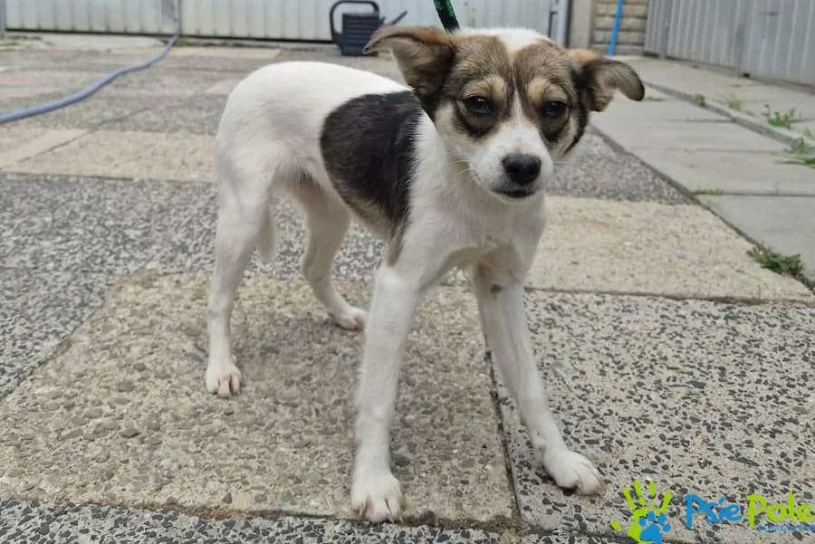 BUBISIA, female puppy Mixed Breed for adoption at Schronisko Psie Pole