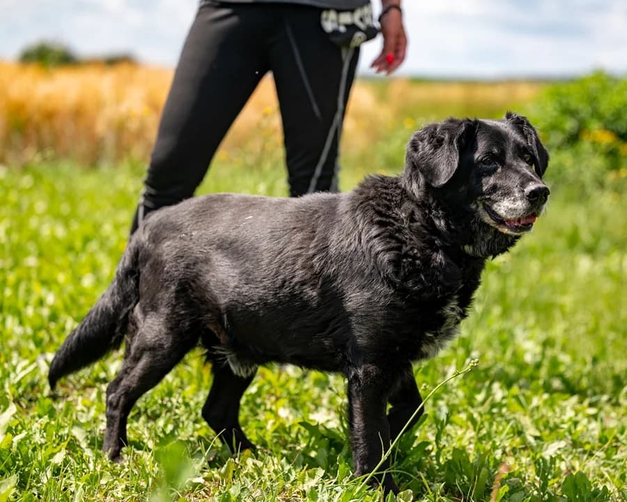 BOGUŚ, male senior Mixed Breed for adoption at Schronisko Psie Pole
